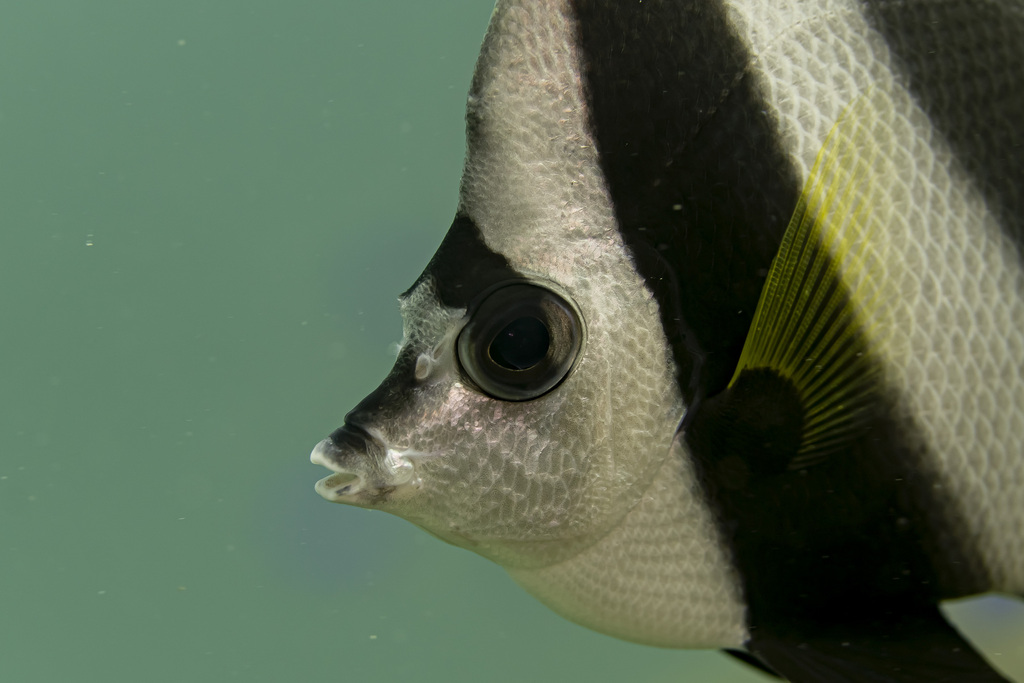 Poisson-cocher commun