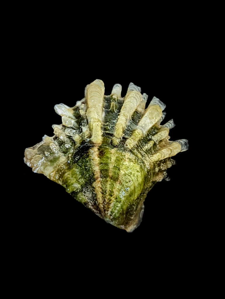 Atlantic Pearl Oyster
