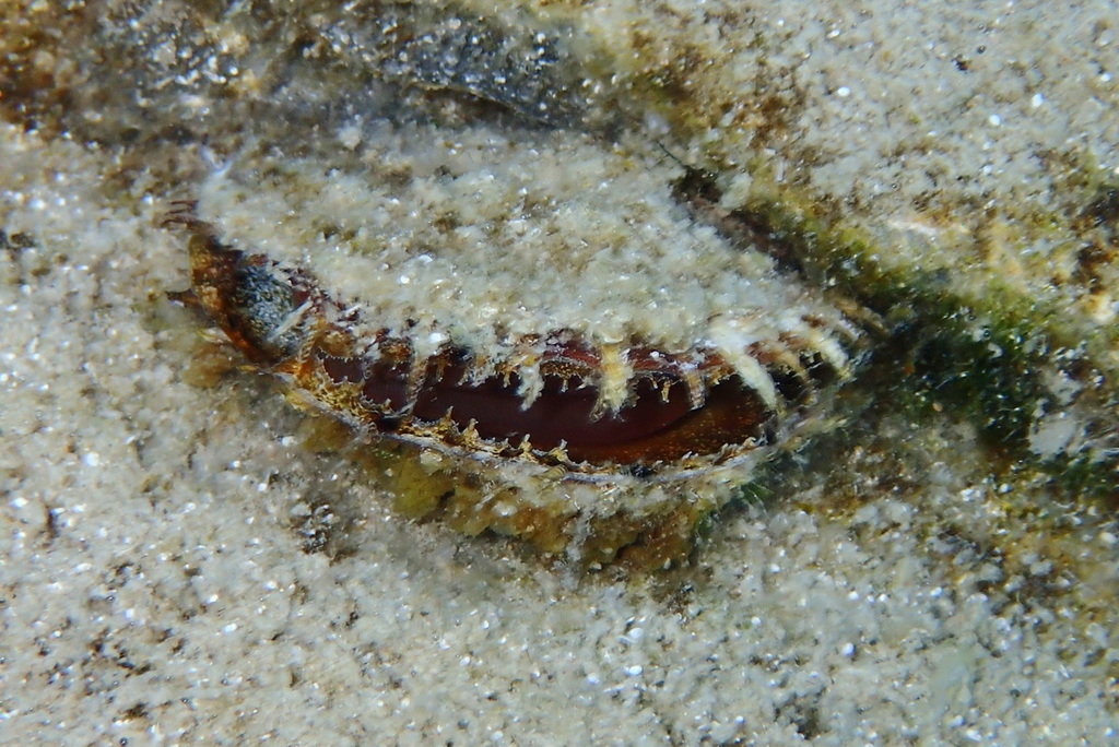 Nacre des Caraïbes