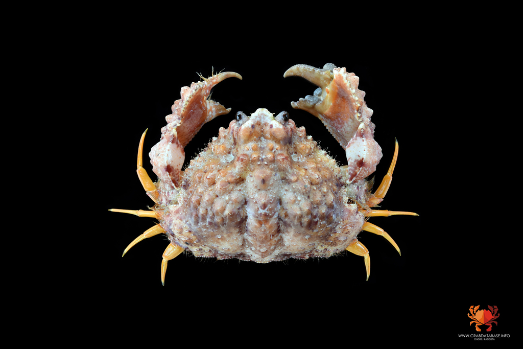 Crabe honteux bossu