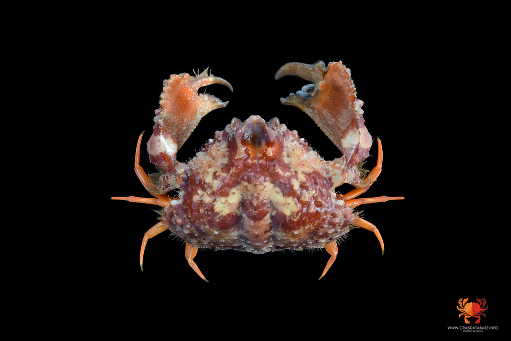 Rough Box Crab