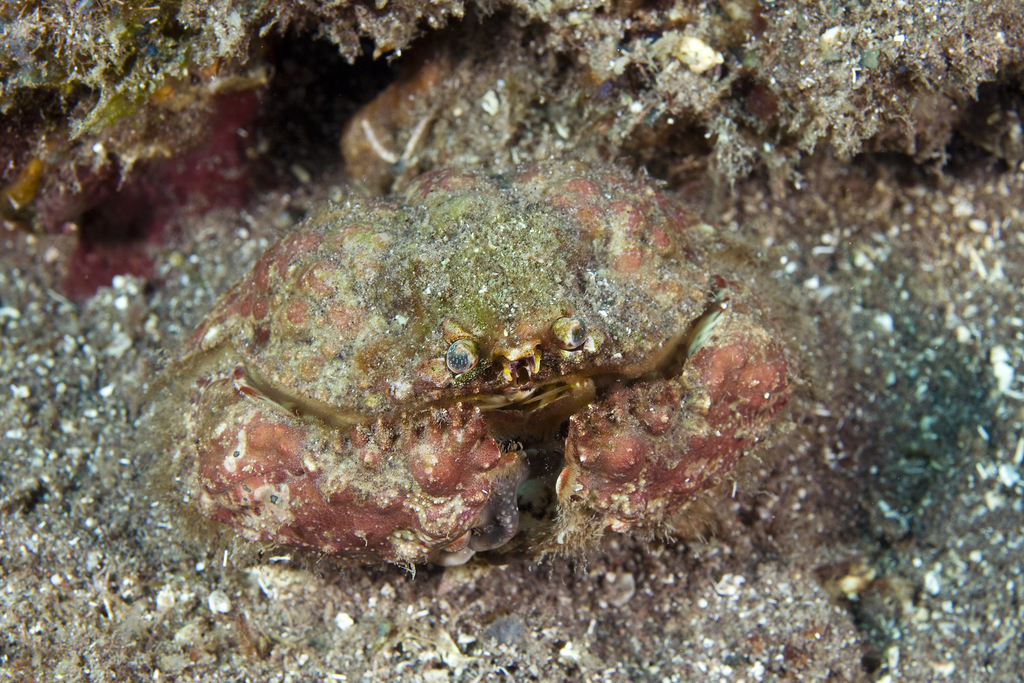 Crabe honteux bossu