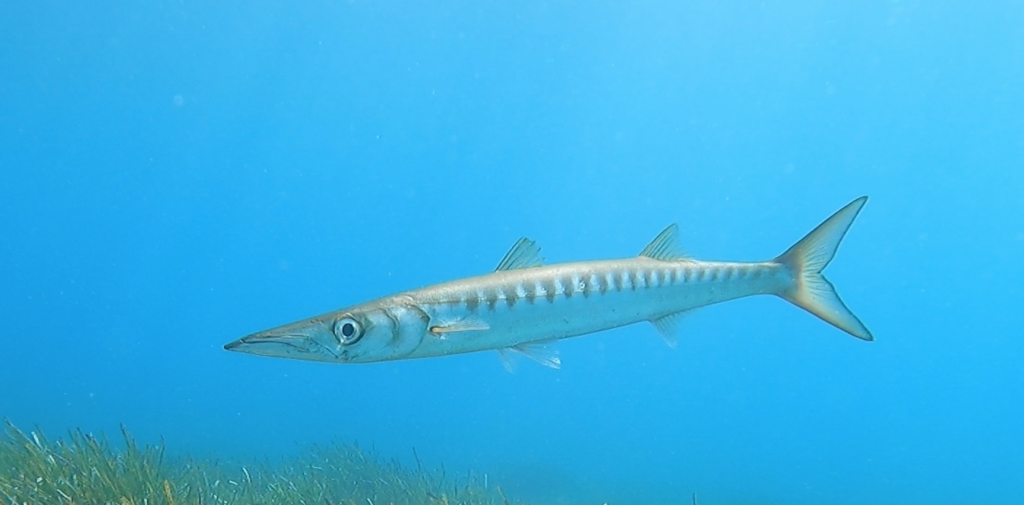 Yellowmouth Barracuda