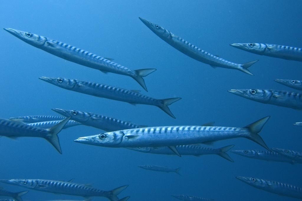 Yellowmouth Barracuda
