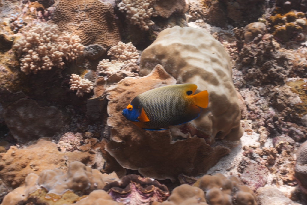 Poisson-ange à tête bleue