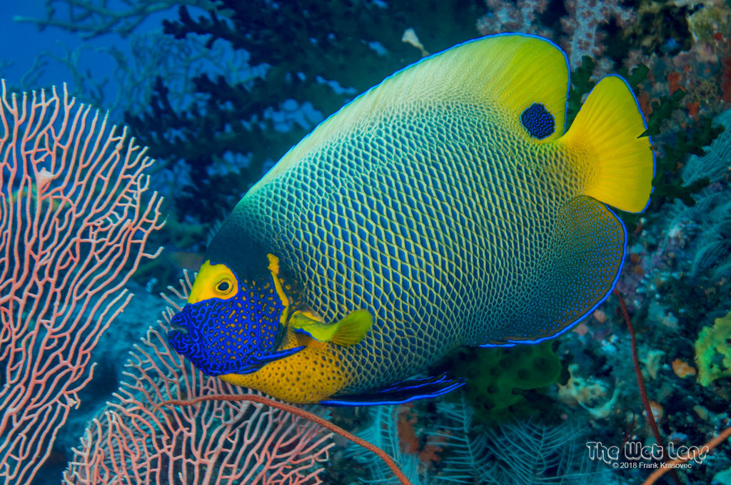 Poisson-ange à tête bleue