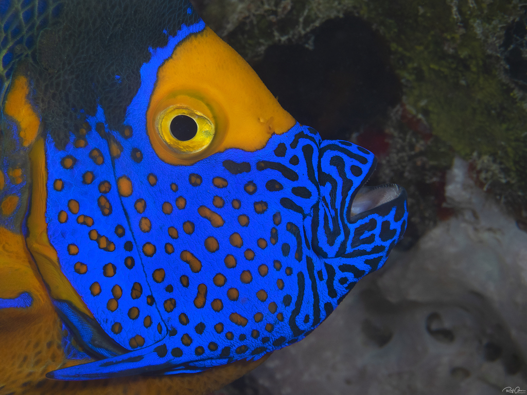 Poisson-ange à tête bleue