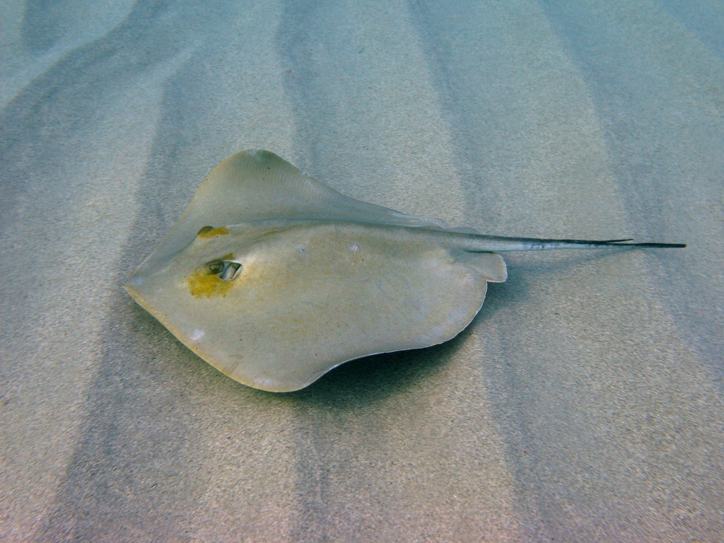 Common Stingray