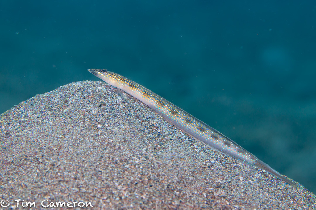 Spotted Sand Diver