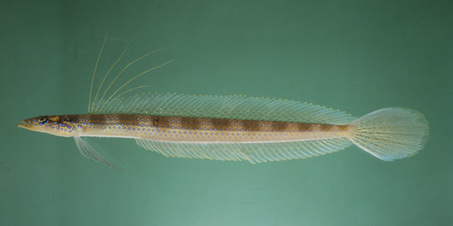 Spotted Sand Diver
