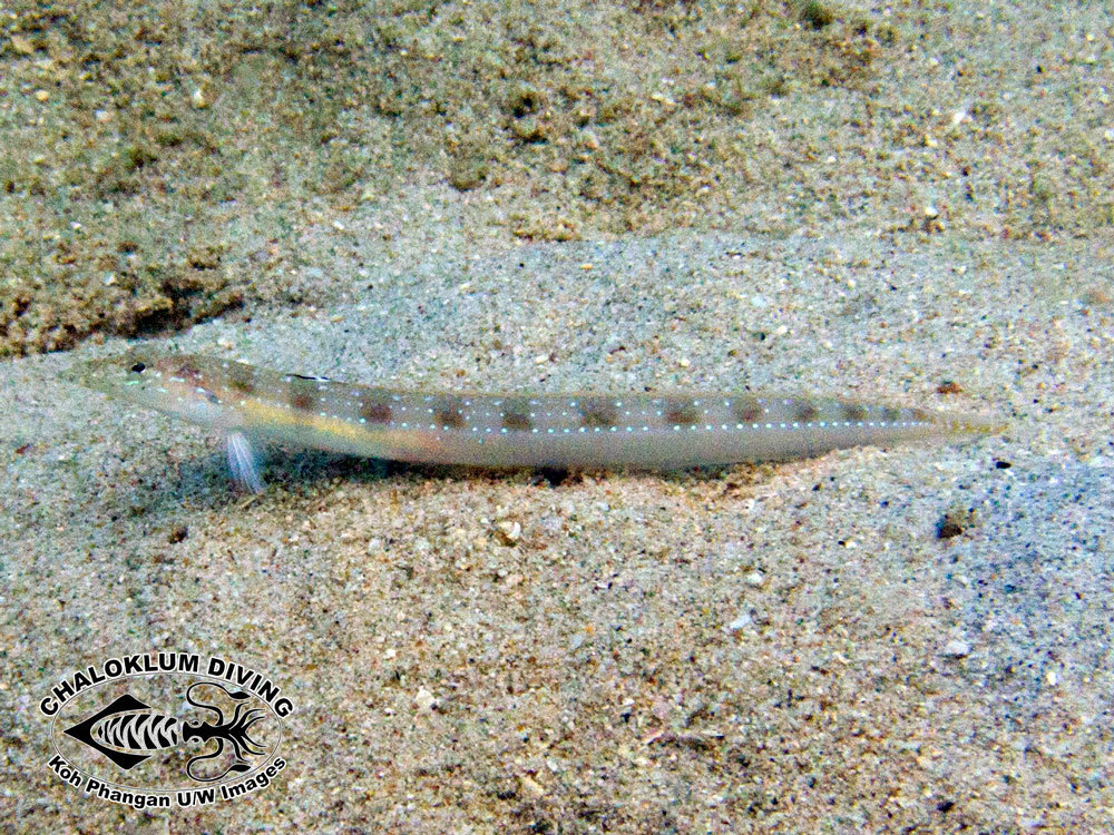 Spotted Sand Diver