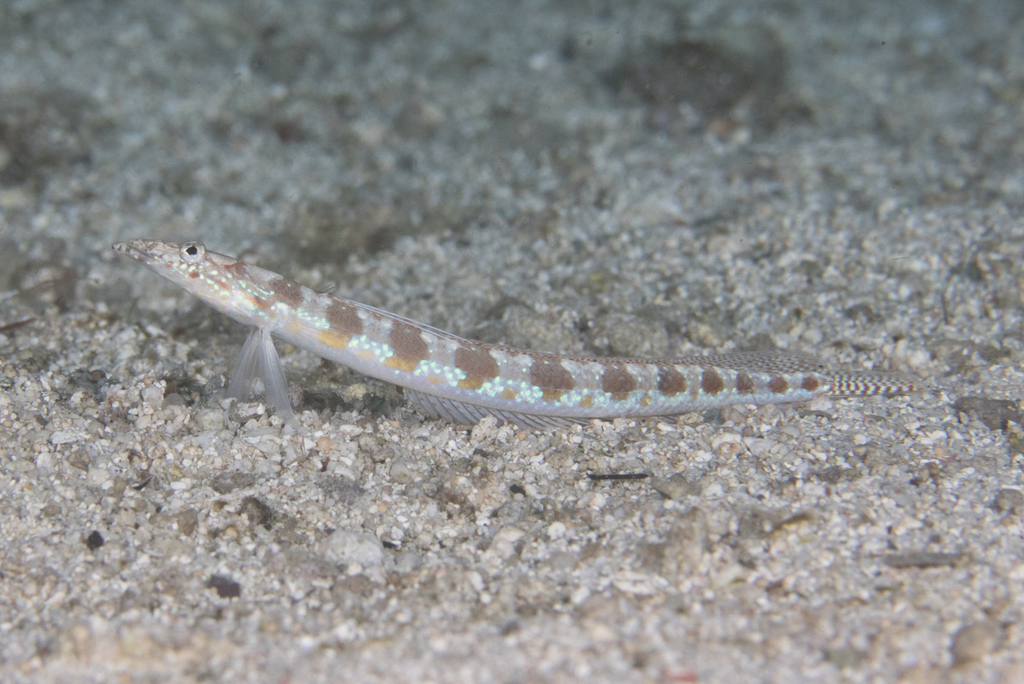 Spotted Sand Diver
