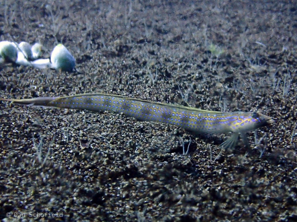 Spotted Sand Diver