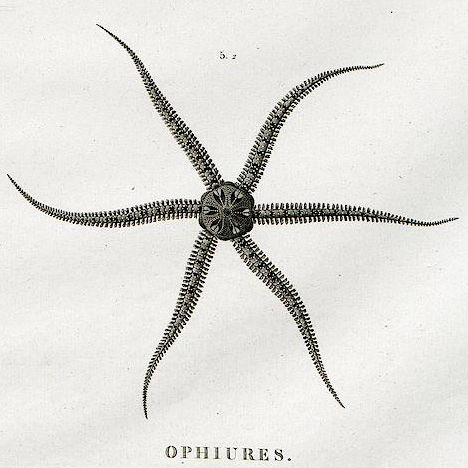 Little Six-arm Brittle Star