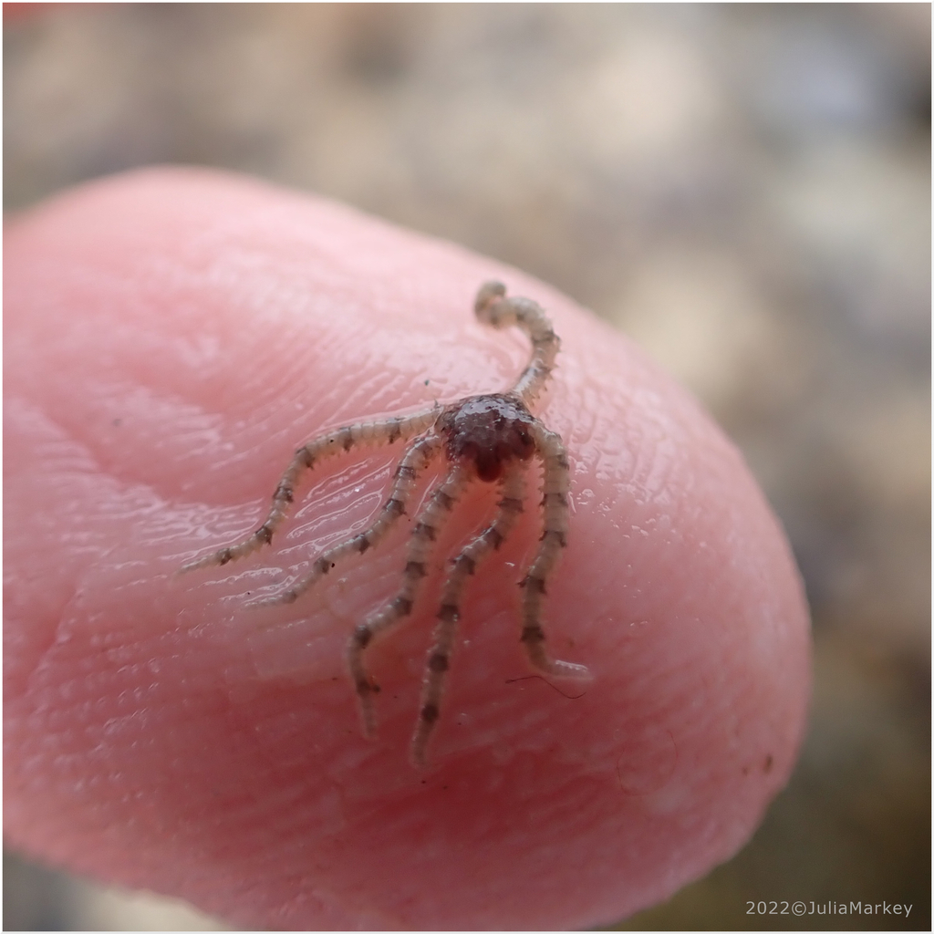 Little Six-arm Brittle Star