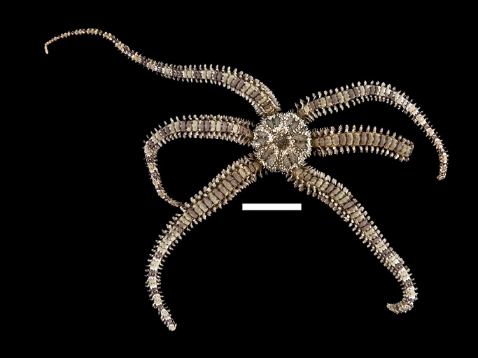 Little Six-arm Brittle Star