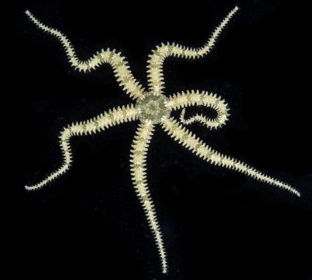 Little Six-arm Brittle Star