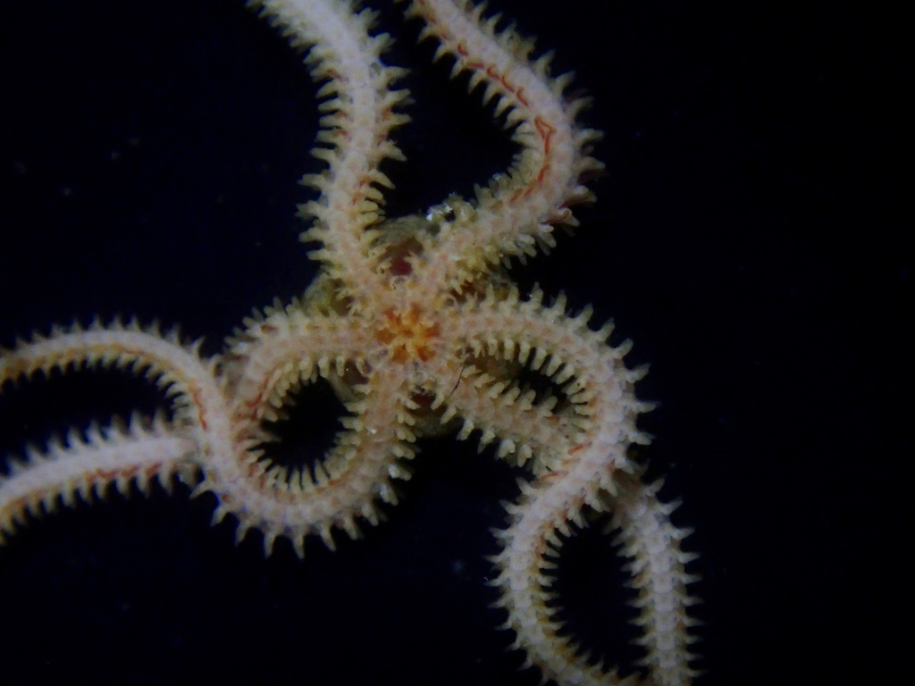 Little Six-arm Brittle Star