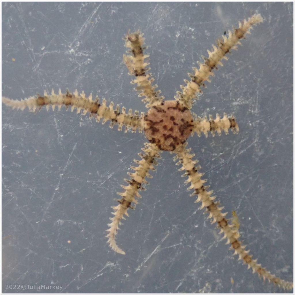 Little Six-arm Brittle Star