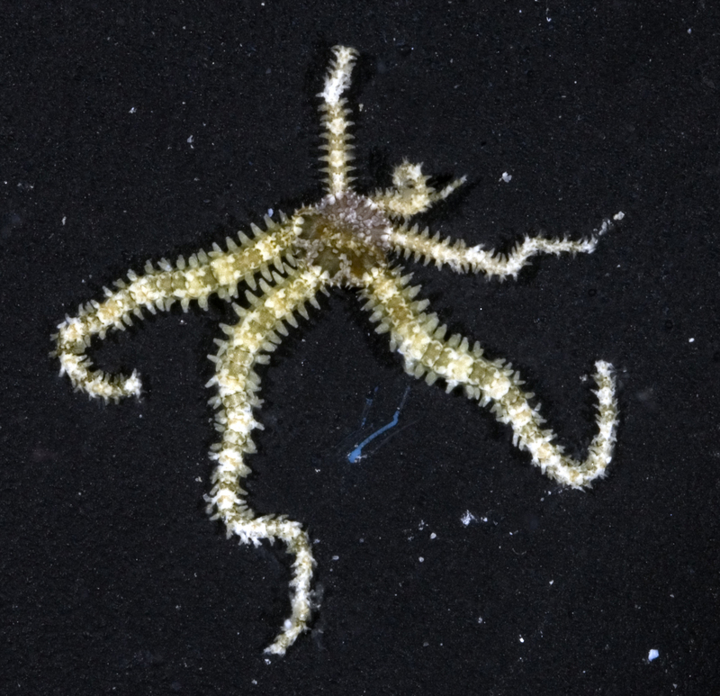 Little Six-arm Brittle Star