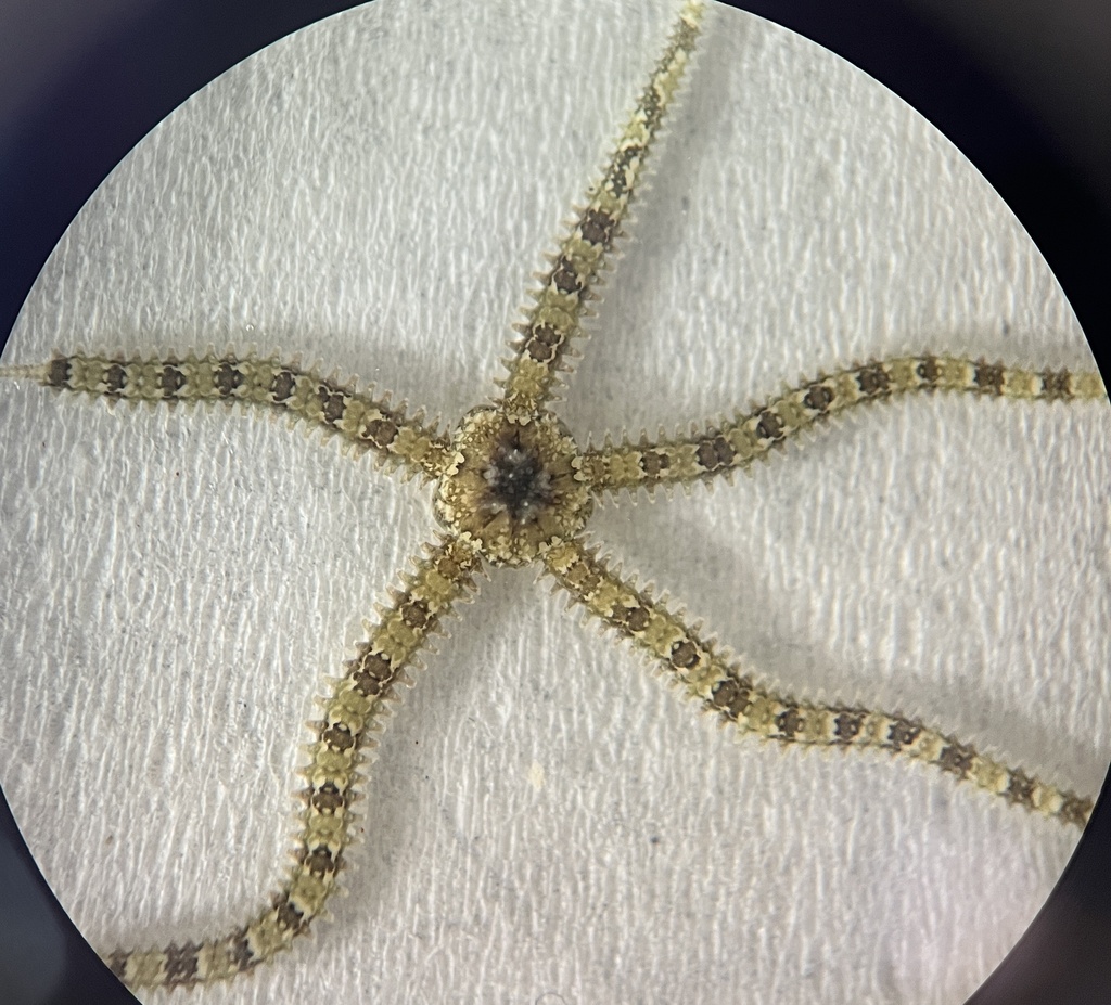 Little Six-arm Brittle Star