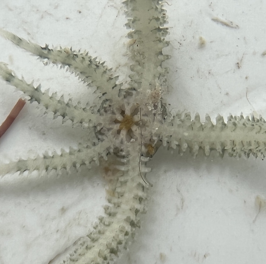 Little Six-arm Brittle Star