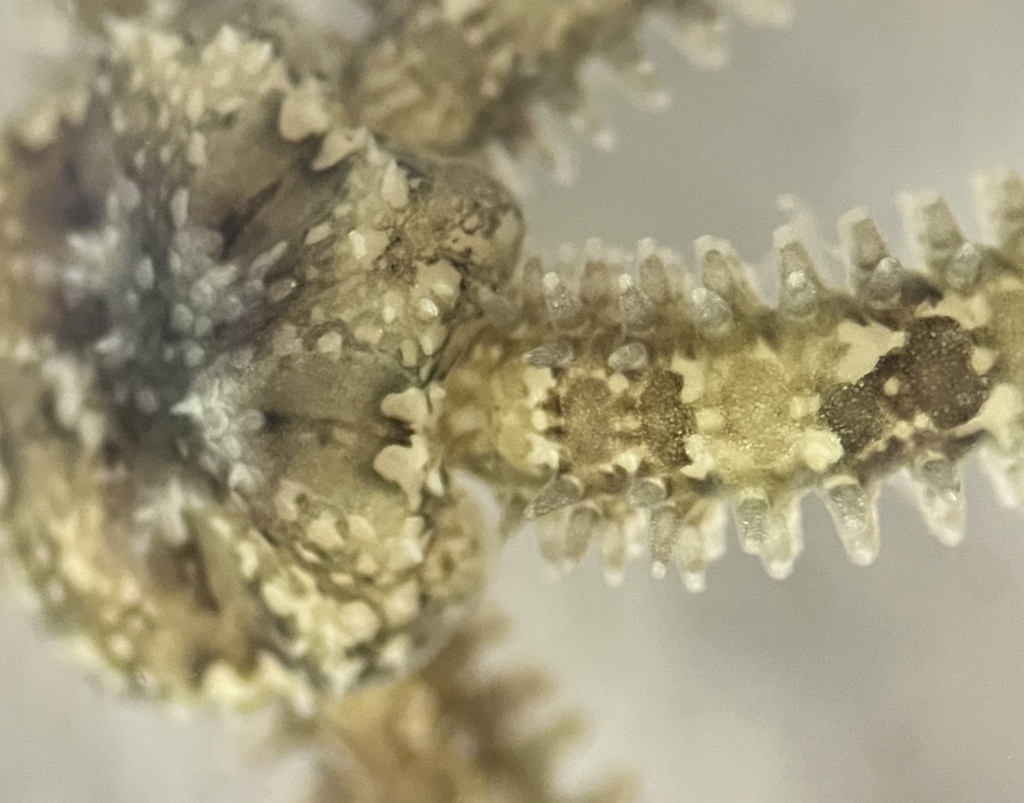 Little Six-arm Brittle Star