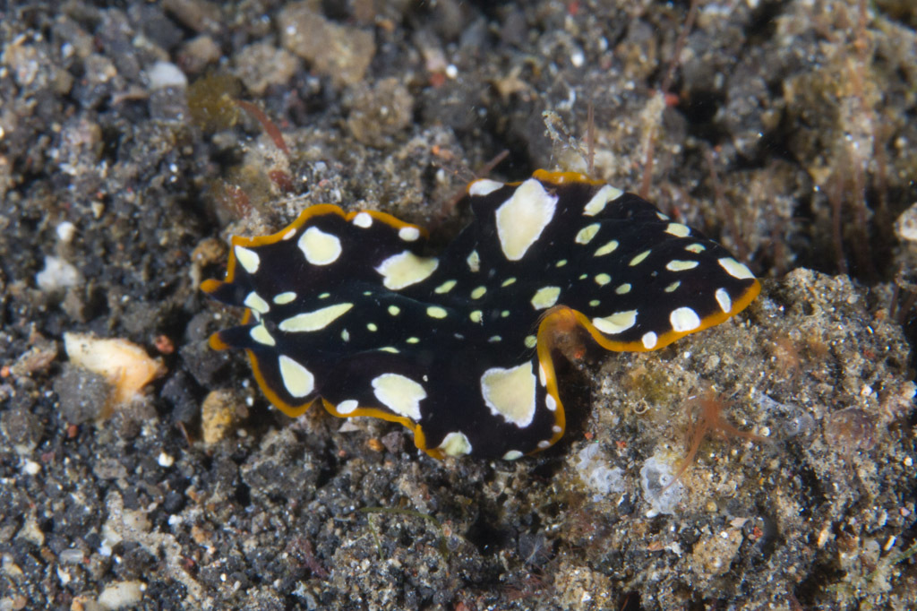 Brilliant Flatworm