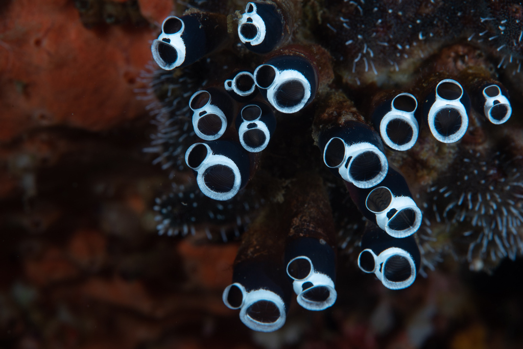 Ascidie à bouche claire