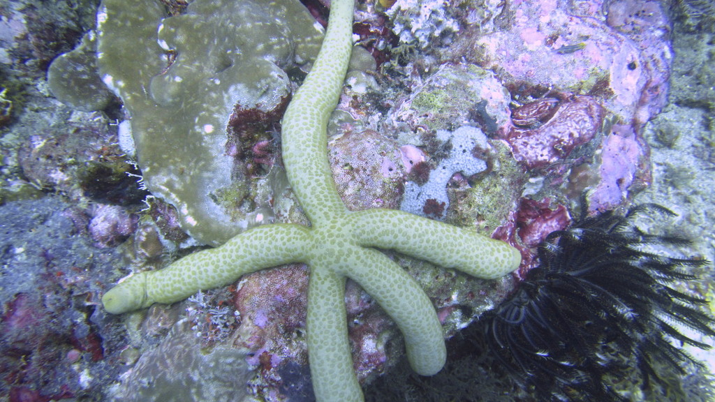 Étoile-comète de Floride