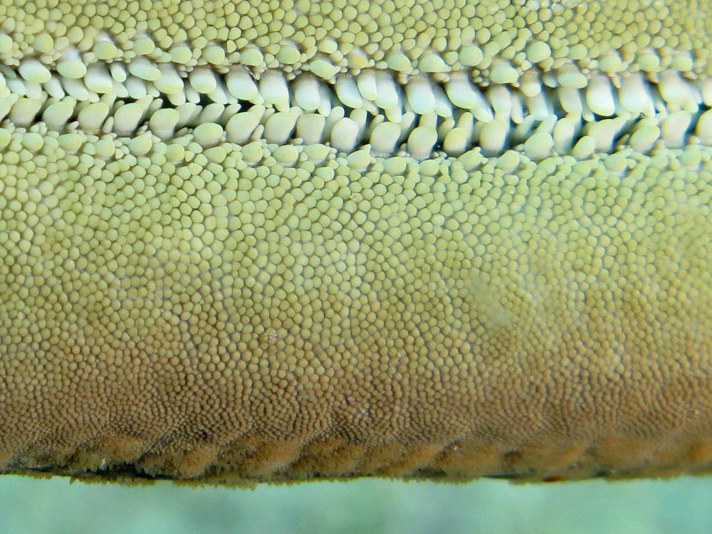 Étoile-comète de Floride