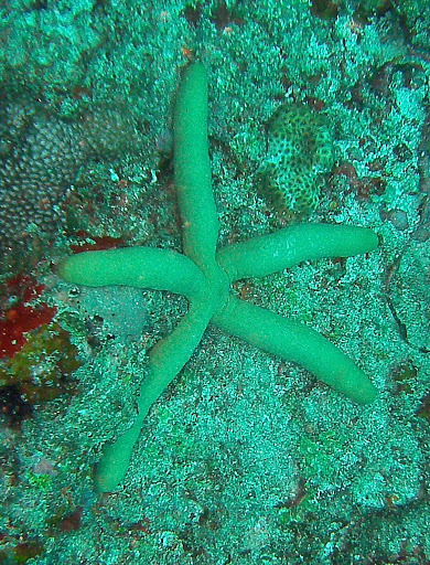 Étoile-comète de Floride