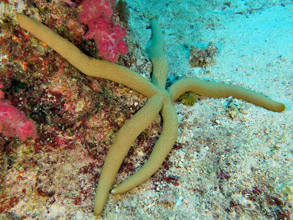 Guilding's Sea Star