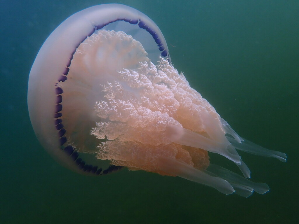 Rhizostome de Méditerranée