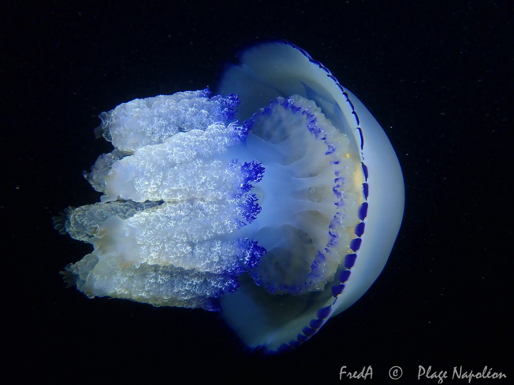 Rhizostome de Méditerranée