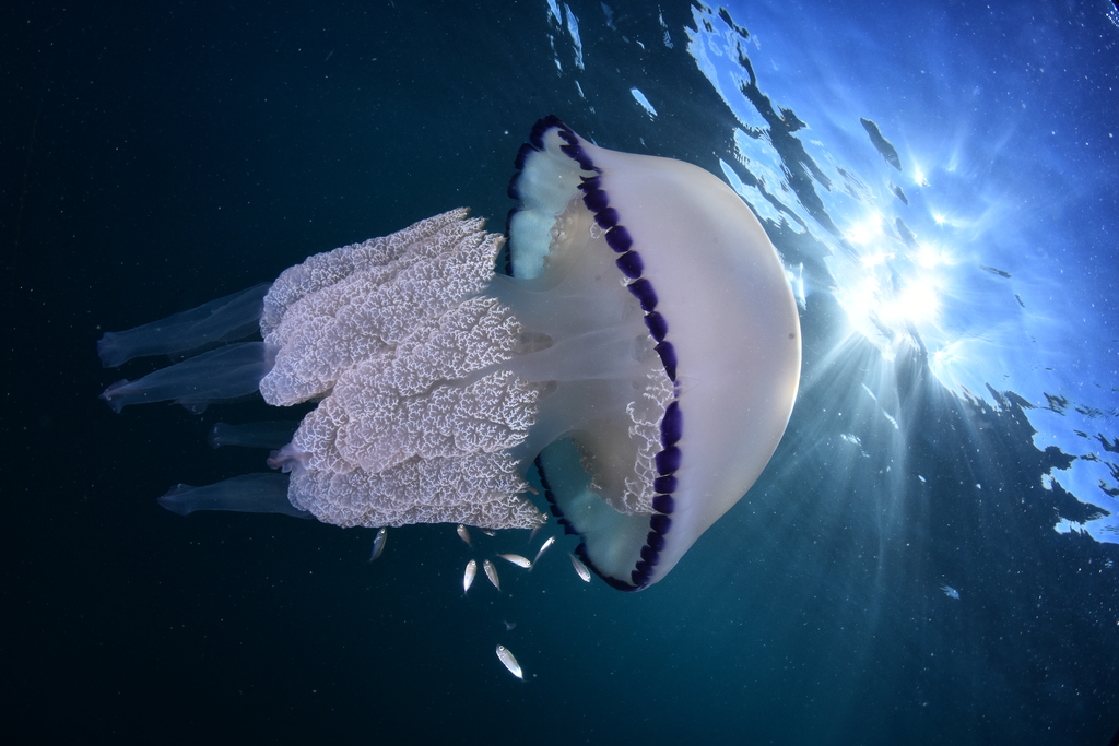 Barrel Jelly