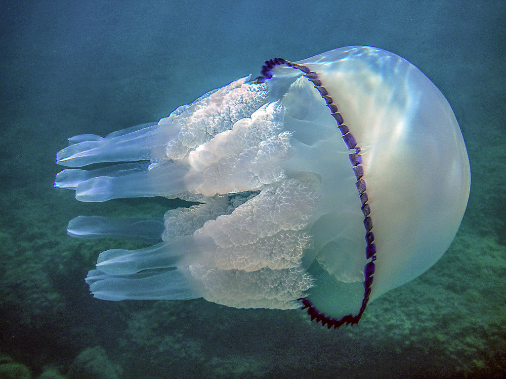 Rhizostome de Méditerranée