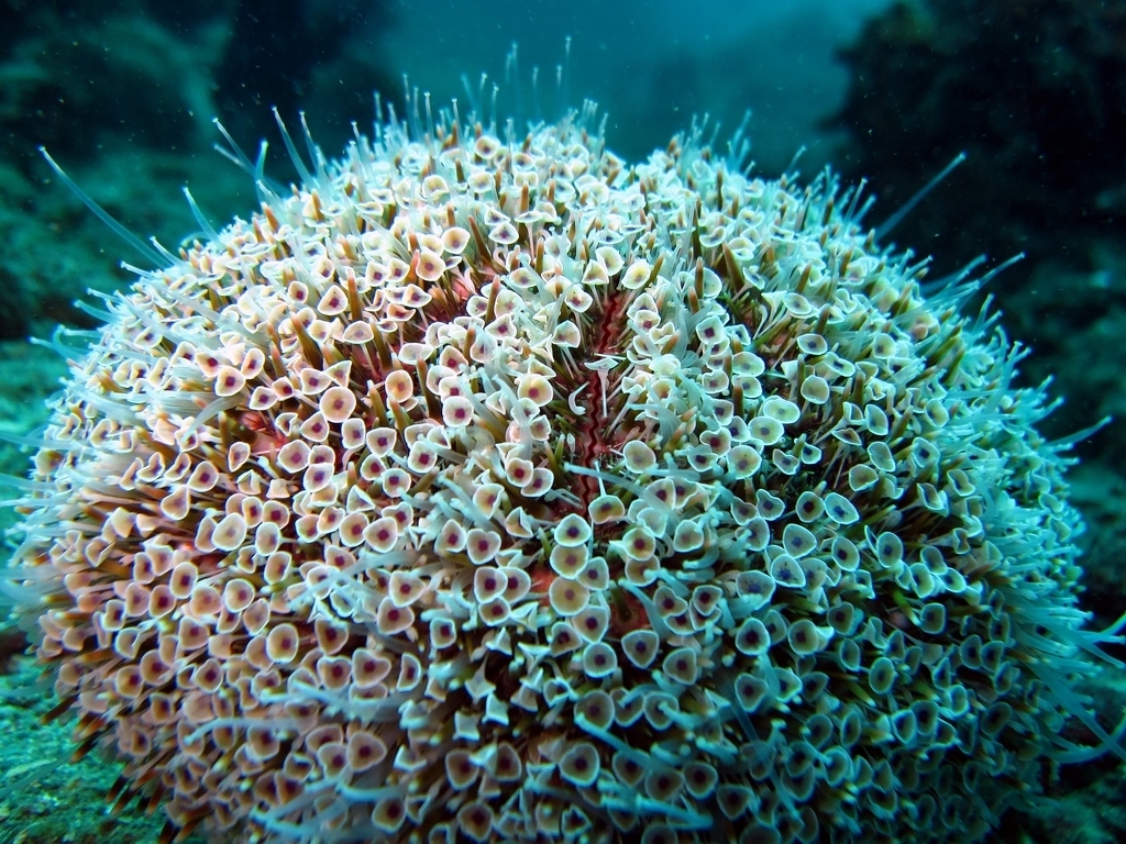 Flower Urchin