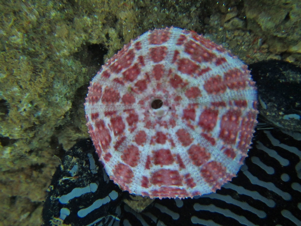Flower Urchin