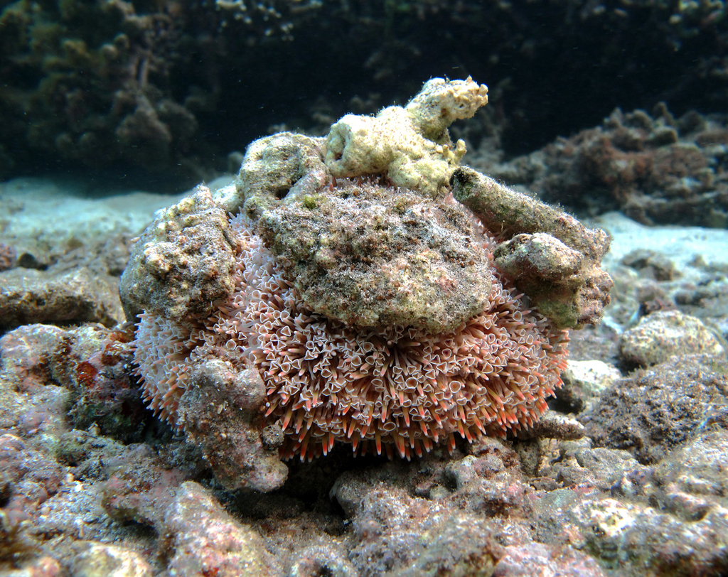 Flower Urchin