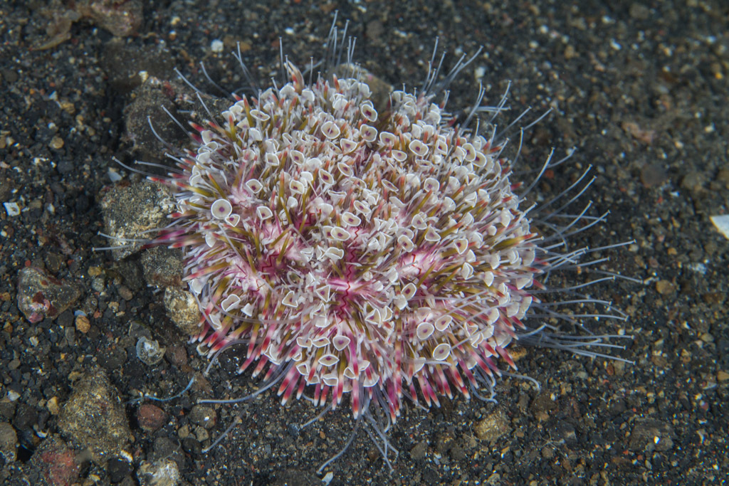 Flower Urchin