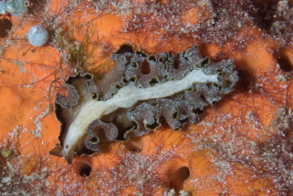Flowers' Flatworm