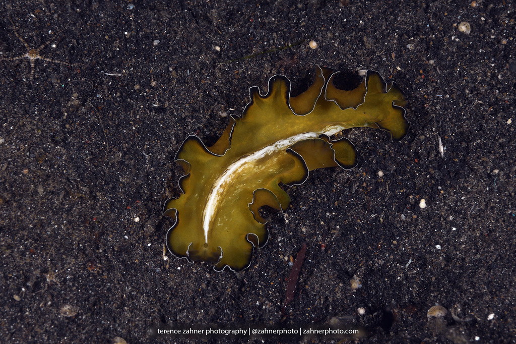 Flowers' Flatworm