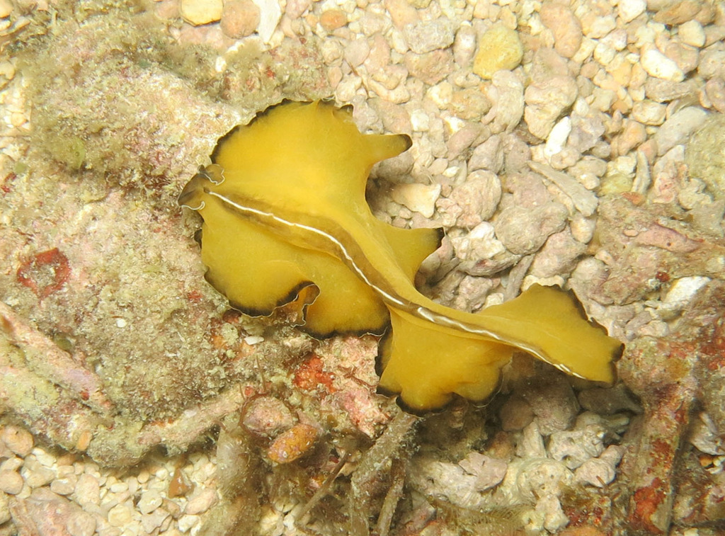 Flowers' Flatworm