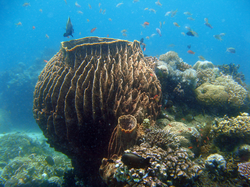 Giant Barrel Sponge