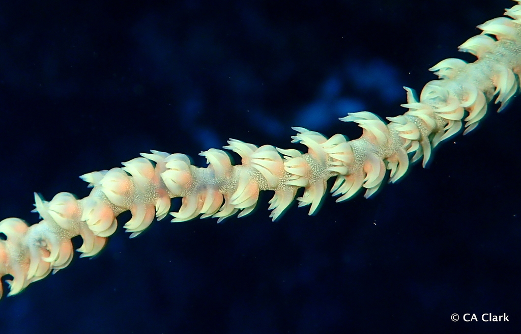 Yellow Wire Coral