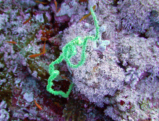 Corail fil-de-fer tordu