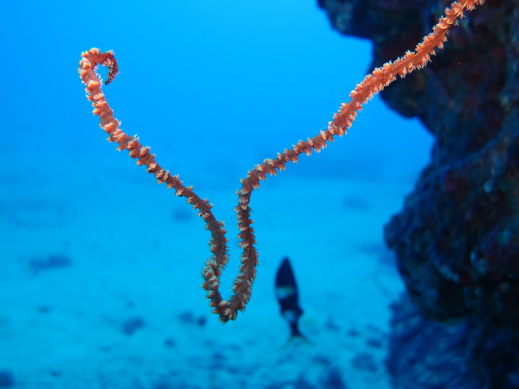 Corail fil-de-fer tordu