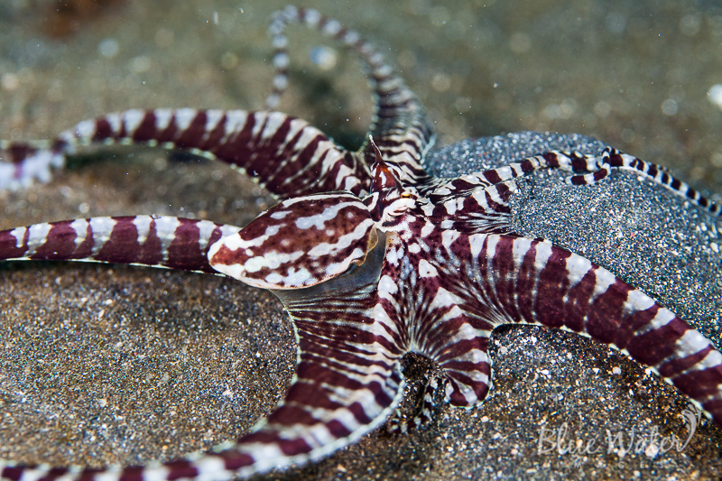 Mimic Octopus