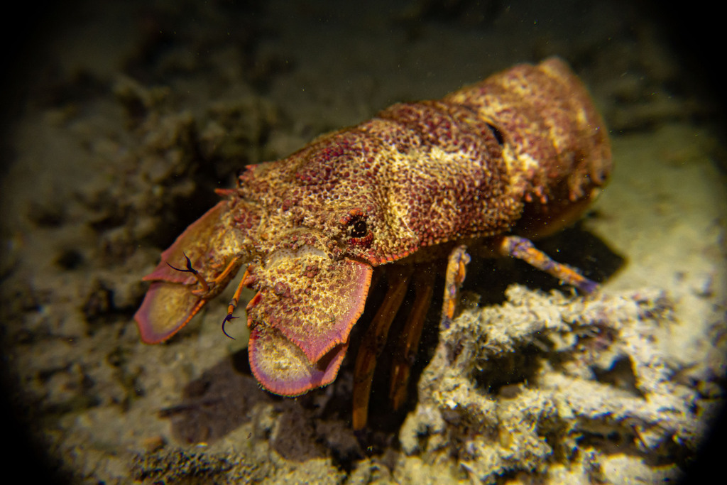 Scaly Slipper Lobster
